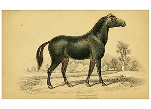 Imagen del vendedor de Reproduccin/Reproduction 6441426915: The natural history of horses Edinburgh :W.H. Lizars,1841 a la venta por EL BOLETIN