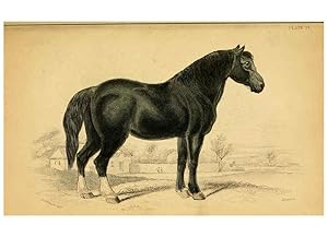Seller image for Reproduccin/Reproduction 6441427209: The natural history of horses Edinburgh :W.H. Lizars,1841 for sale by EL BOLETIN