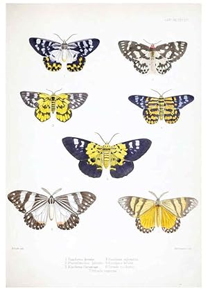 Image du vendeur pour Reproduccin/Reproduction 6441539675: Illustrations of typical specimens of Lepidoptera Heterocera in the collection of the British Museum. v.1. London: Printed by order of the Trustees1879- mis en vente par EL BOLETIN