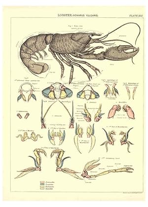 Image du vendeur pour Reproduccin/Reproduction 6441474889: Biological atlas: a guide to the practical study of plants and animals Edinburgh,W. & A. K. Johnston,1880 mis en vente par EL BOLETIN