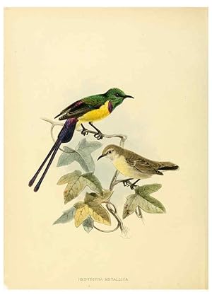 Seller image for Reproduccin/Reproduction 6431081681: A monograph of the Nectariniidae, or, Family of sun-birds London :Published by the author,1876-1880 for sale by EL BOLETIN