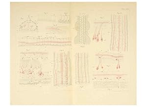 Immagine del venditore per Reproduccin/Reproduction 6430788513: Entwicklungsgeschichtliche untersuchungen. atlas. Prag,J. Otto,1888-1892 venduto da EL BOLETIN