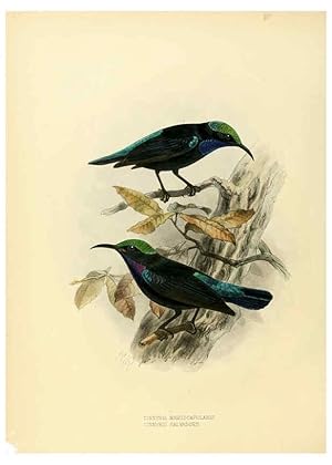 Seller image for Reproduccin/Reproduction 6431098747: A monograph of the Nectariniidae, or, Family of sun-birds London :Published by the author,1876-1880 for sale by EL BOLETIN