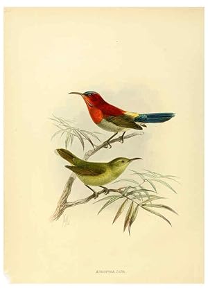 Seller image for Reproduccin/Reproduction 6431094107: A monograph of the Nectariniidae, or, Family of sun-birds London :Published by the author,1876-1880 for sale by EL BOLETIN