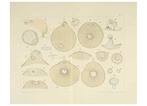 Immagine del venditore per Reproduccin/Reproduction 6430781681: Entwicklungsgeschichtliche untersuchungen. atlas. Prag,J. Otto,1888-1892 venduto da EL BOLETIN