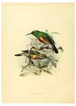 Seller image for Reproduccin/Reproduction 6431113491: A monograph of the Nectariniidae, or, Family of sun-birds London :Published by the author,1876-1880 for sale by EL BOLETIN