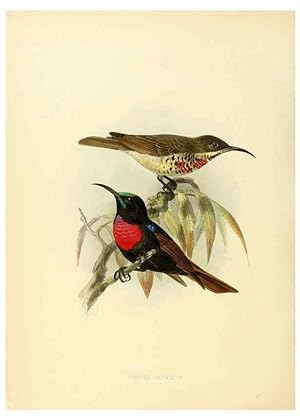Seller image for Reproduccin/Reproduction 6431114347: A monograph of the Nectariniidae, or, Family of sun-birds London :Published by the author,1876-1880 for sale by EL BOLETIN