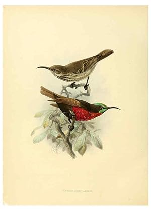 Seller image for Reproduccin/Reproduction 6431115409: A monograph of the Nectariniidae, or, Family of sun-birds London :Published by the author,1876-1880 for sale by EL BOLETIN