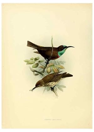 Seller image for Reproduccin/Reproduction 6431116853: A monograph of the Nectariniidae, or, Family of sun-birds London :Published by the author,1876-1880 for sale by EL BOLETIN