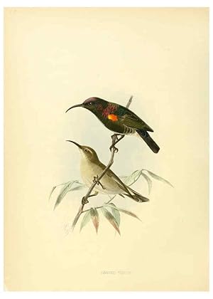 Seller image for Reproduccin/Reproduction 6431117815: A monograph of the Nectariniidae, or, Family of sun-birds London :Published by the author,1876-1880 for sale by EL BOLETIN