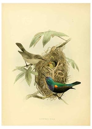 Seller image for Reproduccin/Reproduction 6431109837: A monograph of the Nectariniidae, or, Family of sun-birds London :Published by the author,1876-1880 for sale by EL BOLETIN