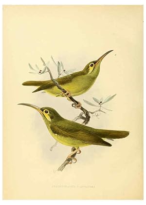 Seller image for Reproduccin/Reproduction 6431130159: A monograph of the Nectariniidae, or, Family of sun-birds London :Published by the author,1876-1880 for sale by EL BOLETIN