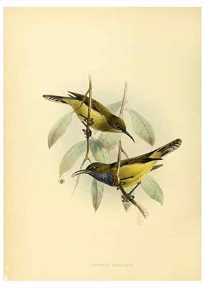 Seller image for Reproduccin/Reproduction 6431119855: A monograph of the Nectariniidae, or, Family of sun-birds London :Published by the author,1876-1880 for sale by EL BOLETIN