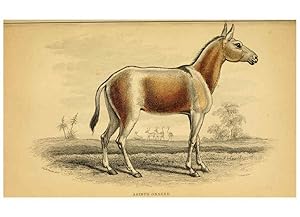 Seller image for Reproduccin/Reproduction 6441429793: The natural history of horses Edinburgh :W.H. Lizars,1841 for sale by EL BOLETIN