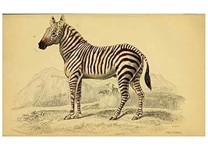 Imagen del vendedor de Reproduccin/Reproduction 6441430725: The natural history of horses Edinburgh :W.H. Lizars,1841 a la venta por EL BOLETIN