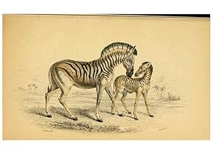 Imagen del vendedor de Reproduccin/Reproduction 6441431315: The natural history of horses Edinburgh :W.H. Lizars,1841 a la venta por EL BOLETIN