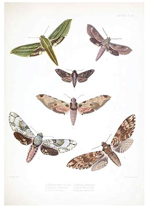 Imagen del vendedor de Reproduccin/Reproduction 6441539925: Illustrations of typical specimens of Lepidoptera Heterocera in the collection of the British Museum. v.1. London: Printed by order of the Trustees1879- a la venta por EL BOLETIN