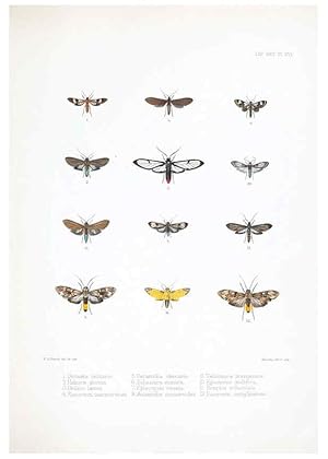 Imagen del vendedor de Reproduccin/Reproduction 6441540183: Illustrations of typical specimens of Lepidoptera Heterocera in the collection of the British Museum. v.1. London: Printed by order of the Trustees1879- a la venta por EL BOLETIN