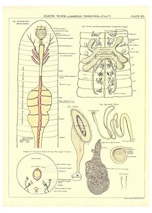 Image du vendeur pour Reproduccin/Reproduction 6441474581: Biological atlas: a guide to the practical study of plants and animals Edinburgh,W. & A. K. Johnston,1880 mis en vente par EL BOLETIN