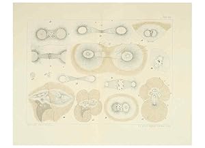 Immagine del venditore per Reproduccin/Reproduction 6430783013: Entwicklungsgeschichtliche untersuchungen. atlas. Prag,J. Otto,1888-1892 venduto da EL BOLETIN