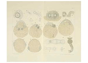 Immagine del venditore per Reproduccin/Reproduction 6430783635: Entwicklungsgeschichtliche untersuchungen. atlas. Prag,J. Otto,1888-1892 venduto da EL BOLETIN