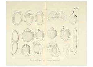 Immagine del venditore per Reproduccin/Reproduction 6430786545: Entwicklungsgeschichtliche untersuchungen. atlas. Prag,J. Otto,1888-1892 venduto da EL BOLETIN