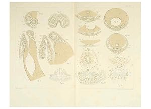 Immagine del venditore per Reproduccin/Reproduction 6430787413: Entwicklungsgeschichtliche untersuchungen. atlas. Prag,J. Otto,1888-1892 venduto da EL BOLETIN