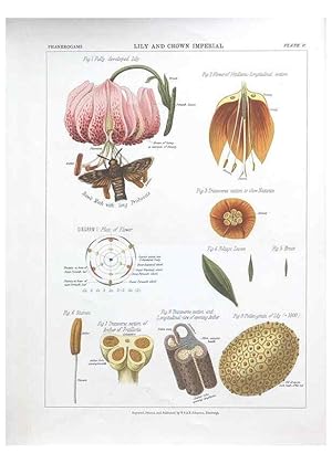 Image du vendeur pour Reproduccin/Reproduction 7163898305: The botanical atlas :. New York :The Century Co.,1883. mis en vente par EL BOLETIN