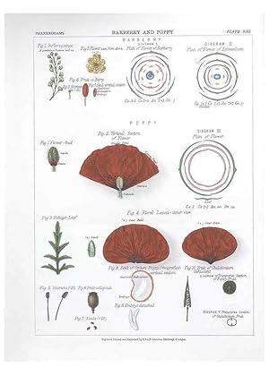 Image du vendeur pour Reproduccin/Reproduction 7349116188: The botanical atlas :. New York :The Century Co.,1883. mis en vente par EL BOLETIN