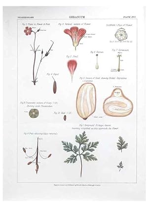 Image du vendeur pour Reproduccin/Reproduction 7349118884: The botanical atlas :. New York :The Century Co.,1883. mis en vente par EL BOLETIN