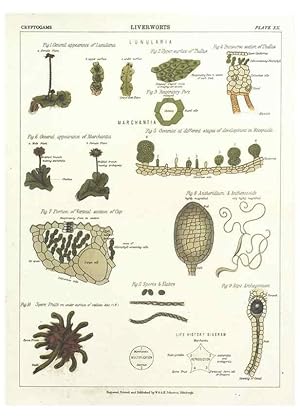 Image du vendeur pour Reproduccin/Reproduction 7166139923: The botanical atlas :. New York :The Century Co.,1883. mis en vente par EL BOLETIN