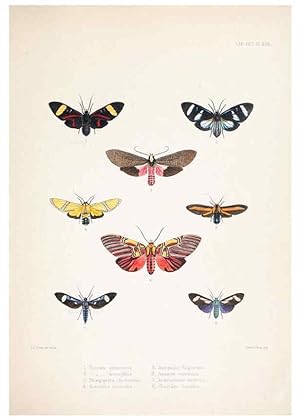 Image du vendeur pour Reproduccin/Reproduction 6441540695: Illustrations of typical specimens of Lepidoptera Heterocera in the collection of the British Museum. v.1. London: Printed by order of the Trustees1879- mis en vente par EL BOLETIN