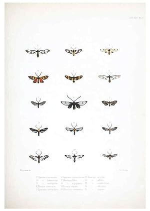 Image du vendeur pour Reproduccin/Reproduction 6441537471: Illustrations of typical specimens of Lepidoptera Heterocera in the collection of the British Museum. v.1. London: Printed by order of the Trustees1879- mis en vente par EL BOLETIN
