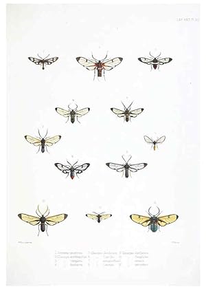 Image du vendeur pour Reproduccin/Reproduction 6441539015: Illustrations of typical specimens of Lepidoptera Heterocera in the collection of the British Museum. v.1. London: Printed by order of the Trustees1879- mis en vente par EL BOLETIN