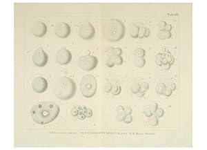 Immagine del venditore per Reproduccin/Reproduction 6430784533: Entwicklungsgeschichtliche untersuchungen. atlas. Prag,J. Otto,1888-1892 venduto da EL BOLETIN