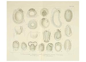 Immagine del venditore per Reproduccin/Reproduction 6430786215: Entwicklungsgeschichtliche untersuchungen. atlas. Prag,J. Otto,1888-1892 venduto da EL BOLETIN