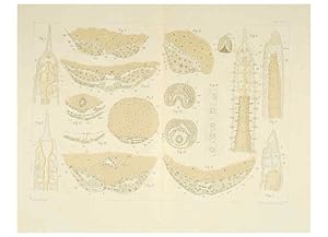 Immagine del venditore per Reproduccin/Reproduction 6430787121: Entwicklungsgeschichtliche untersuchungen. atlas. Prag,J. Otto,1888-1892 venduto da EL BOLETIN