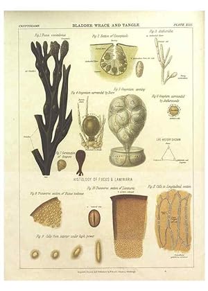 Image du vendeur pour Reproduccin/Reproduction 7166135781: The botanical atlas :. New York :The Century Co.,1883. mis en vente par EL BOLETIN
