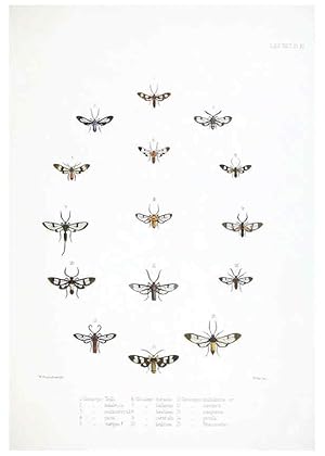 Imagen del vendedor de Reproduccin/Reproduction 6441538761: Illustrations of typical specimens of Lepidoptera Heterocera in the collection of the British Museum. v.1. London: Printed by order of the Trustees1879- a la venta por EL BOLETIN