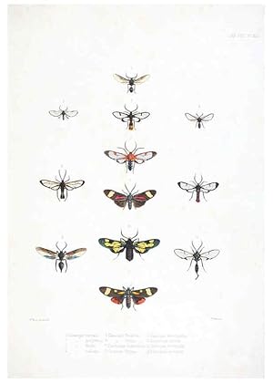 Image du vendeur pour Reproduccin/Reproduction 6441539305: Illustrations of typical specimens of Lepidoptera Heterocera in the collection of the British Museum. v.1. London: Printed by order of the Trustees1879- mis en vente par EL BOLETIN