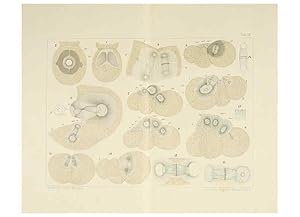 Immagine del venditore per Reproduccin/Reproduction 6430783319: Entwicklungsgeschichtliche untersuchungen. atlas. Prag,J. Otto,1888-1892 venduto da EL BOLETIN