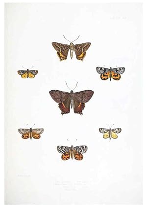 Image du vendeur pour Reproduccin/Reproduction 6441536351: Illustrations of typical specimens of Lepidoptera Heterocera in the collection of the British Museum. v.1. London: Printed by order of the Trustees1879- mis en vente par EL BOLETIN