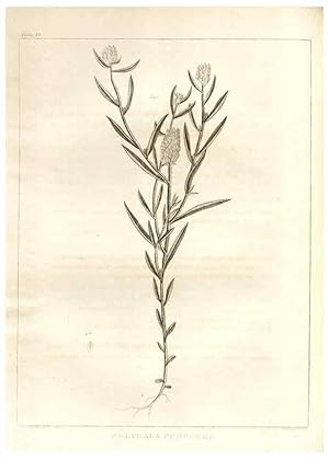 Image du vendeur pour Reproduccin/Reproduction 7176417397: A flora of North America :. Philadelphia :M. Carey & Sons,1821-23. mis en vente par EL BOLETIN