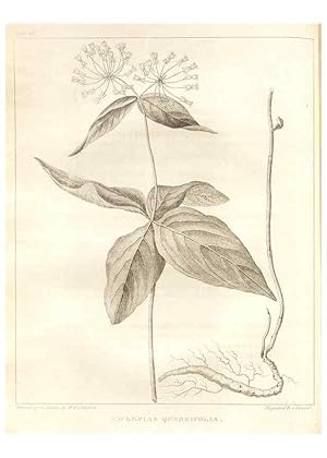 Image du vendeur pour Reproduccin/Reproduction 7176414115: A flora of North America :. Philadelphia :M. Carey & Sons,1821-23. mis en vente par EL BOLETIN