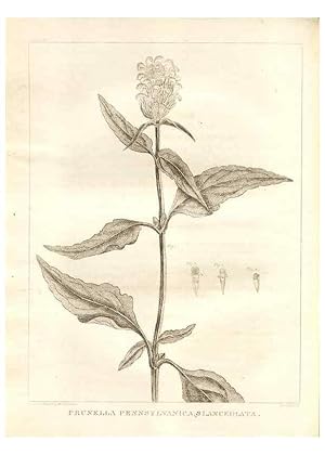 Bild des Verkufers fr Reproduccin/Reproduction 7176429697: A flora of North America :. Philadelphia :M. Carey & Sons,1821-23. zum Verkauf von EL BOLETIN