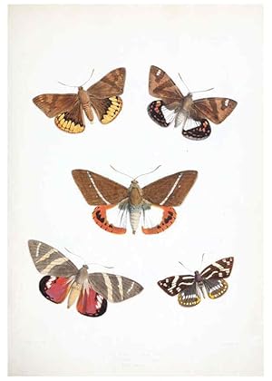 Image du vendeur pour Reproduccin/Reproduction 6441535953: Illustrations of typical specimens of Lepidoptera Heterocera in the collection of the British Museum. v.1. London: Printed by order of the Trustees1879- mis en vente par EL BOLETIN