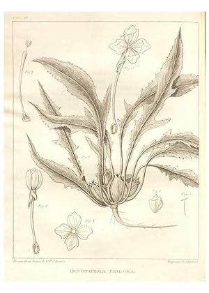 Image du vendeur pour Reproduccin/Reproduction 7361642918: A flora of North America :. Philadelphia :M. Carey & Sons,1821-23. mis en vente par EL BOLETIN