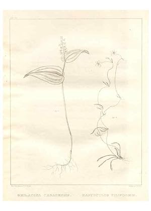 Image du vendeur pour Reproduccin/Reproduction 7176437267: A flora of North America :. Philadelphia :M. Carey & Sons,1821-23. mis en vente par EL BOLETIN