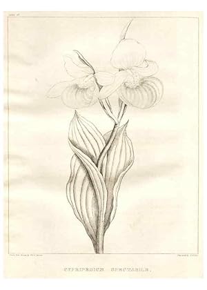 Bild des Verkufers fr Reproduccin/Reproduction 7176434155: A flora of North America :. Philadelphia :M. Carey & Sons,1821-23. zum Verkauf von EL BOLETIN