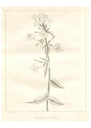 Image du vendeur pour Reproduccin/Reproduction 7361660992: A flora of North America :. Philadelphia :M. Carey & Sons,1821-23. mis en vente par EL BOLETIN